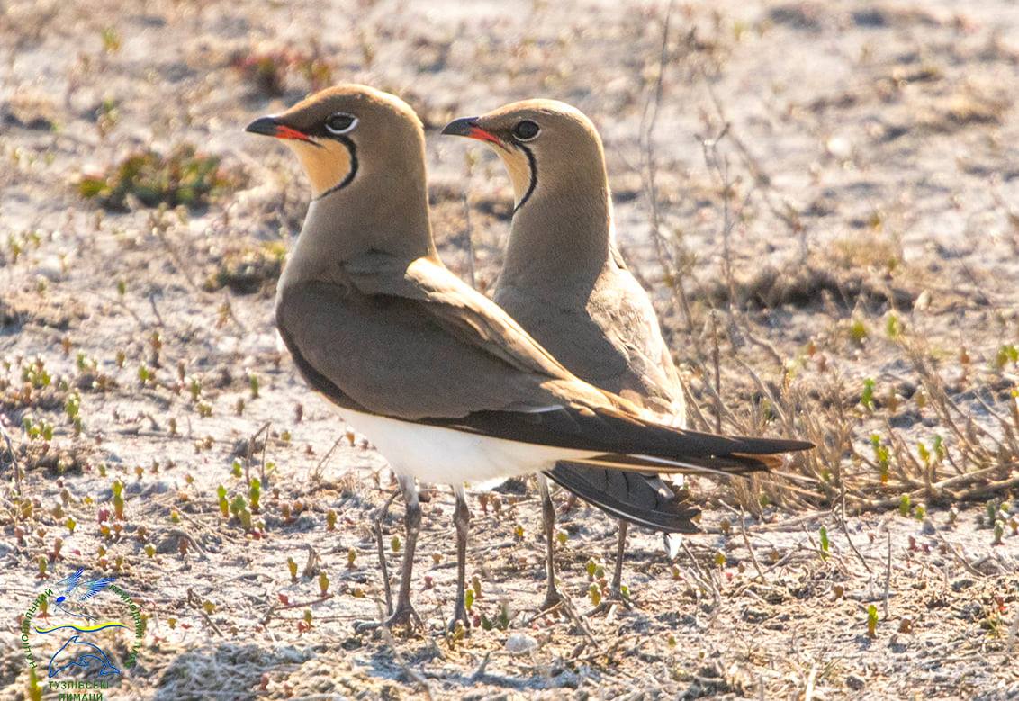 В Одесскую область прилетели редкие птицы – дерихвосты  «фото»