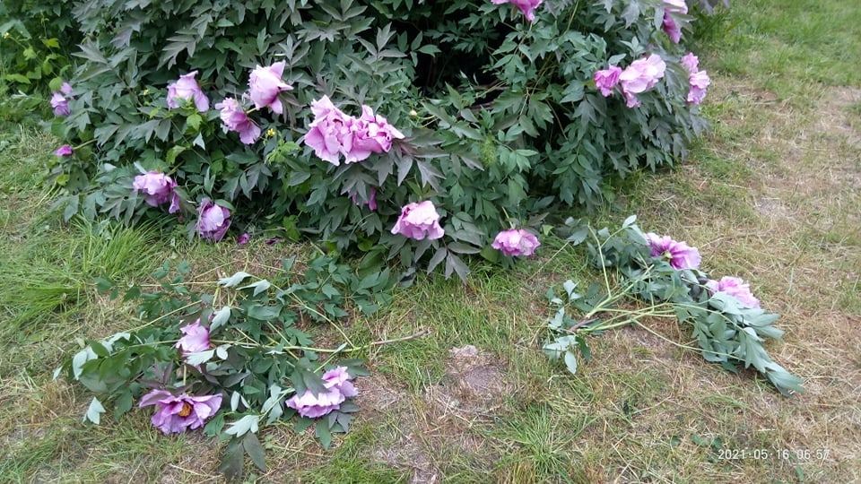 «Погуляли»: в ботсаду отдыхающие уничтожили редкие растения (фото) «фото»