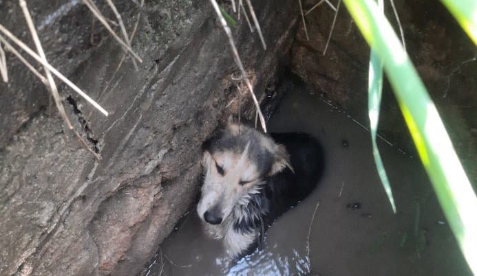 На Слободке спасатели достали из ямы с водой собаку, которая едва не утонула (фото) «фото»
