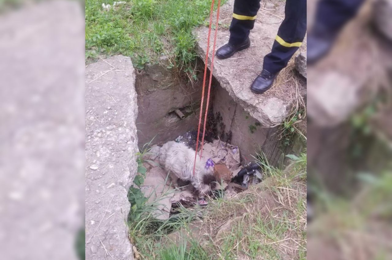 В Рени из полутораметрового колодца спасли собаку (фото) «фото»