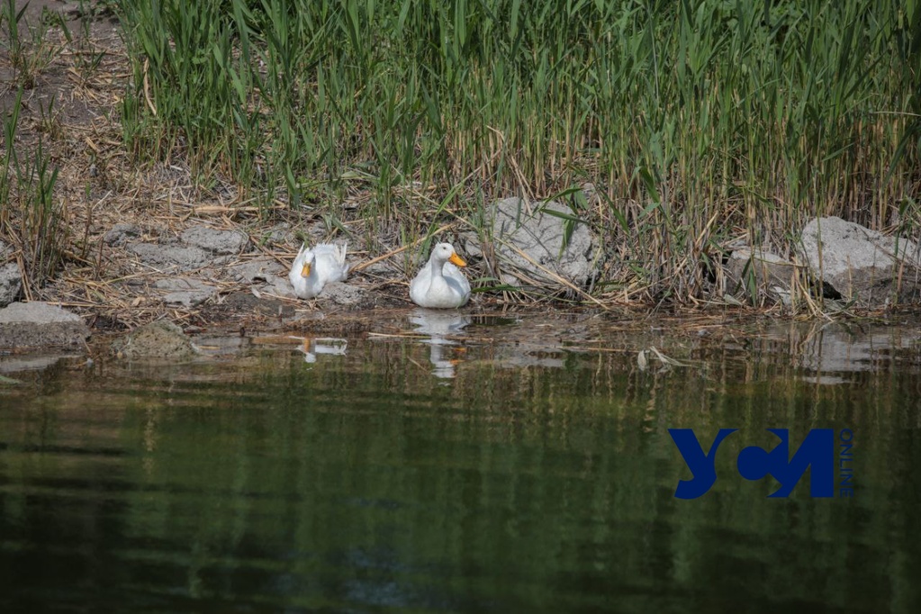 В Дюковском парке наполняют малый пруд (фото) «фото»