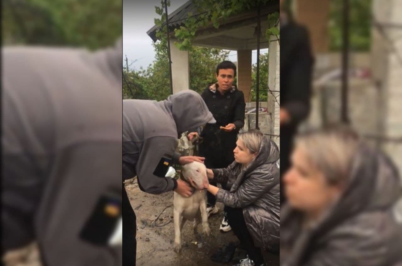 Три истощенные собаки стерегли 74 куста конопли под Одессой (фото, аудио) «фото»