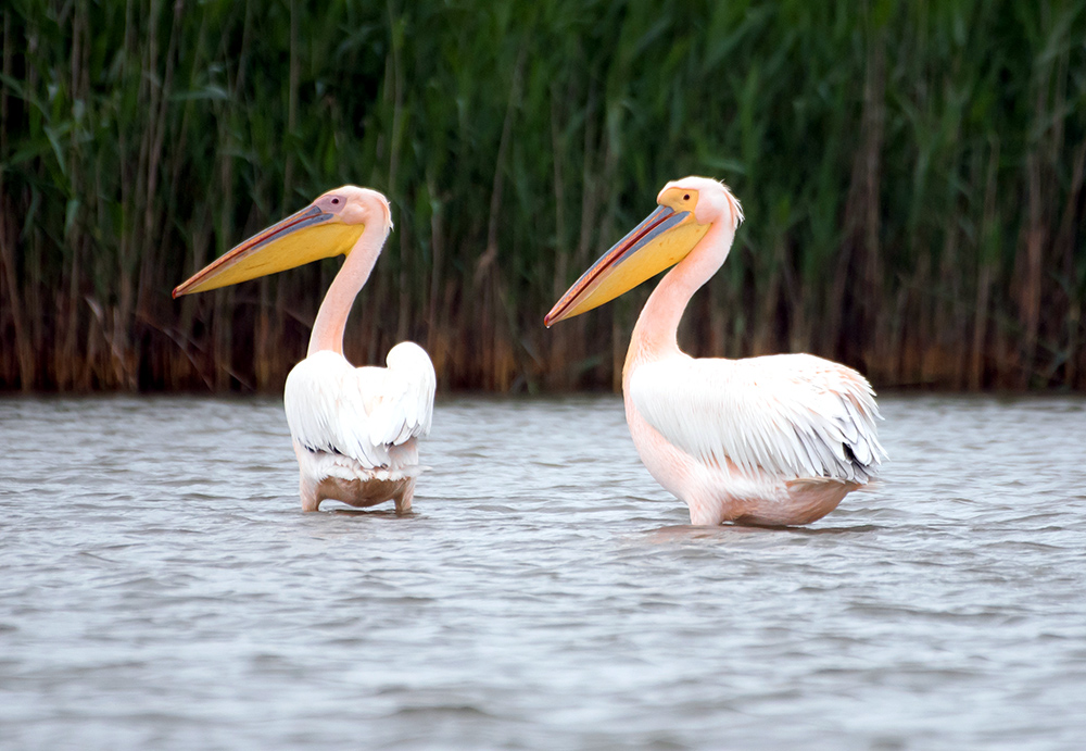 Ученые подсчитали краснокнижных пеликанов в Одесской области: где можно встретить птиц (фото) «фото»