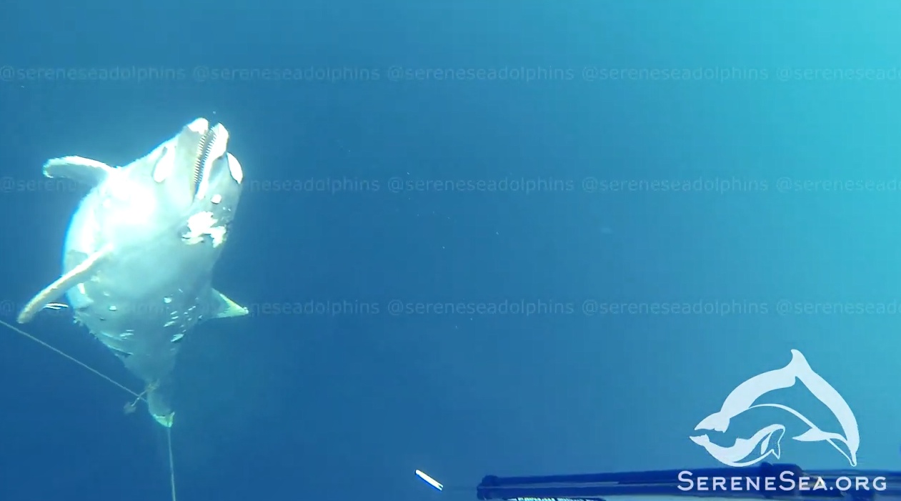 Жуткое кладбище дельфинов нашли у берегов Крыма (видео) «фото»