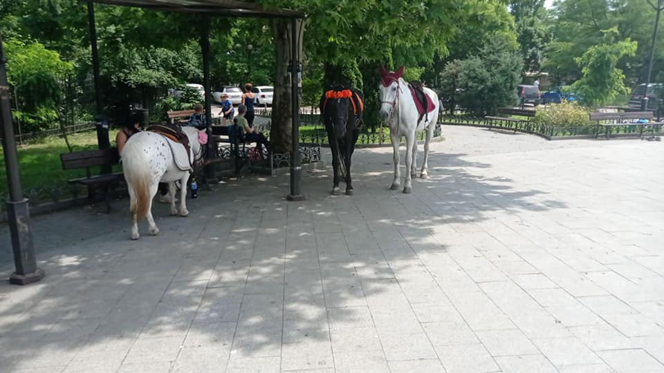На Крымском бульваре оштрафовали владельцев лошадей и пони «фото»