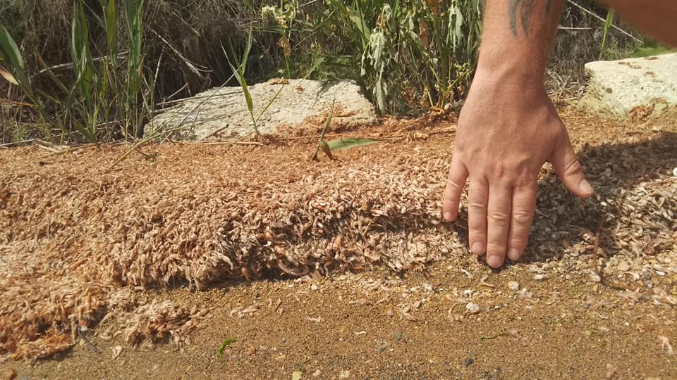 На Хаджибейском лимане снова  мор креветок: экологи винят стоки (фото, аудио) «фото»