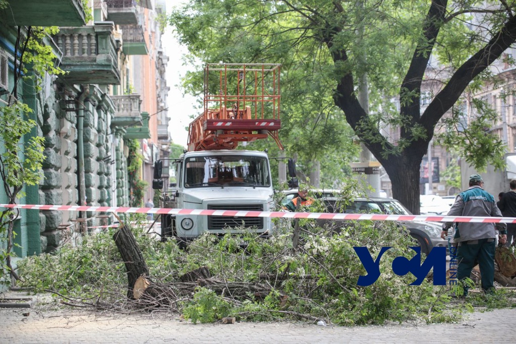 У дома-памятника архитектуры в центре Одессы упало дерево (фото, видео, аудио) «фото»