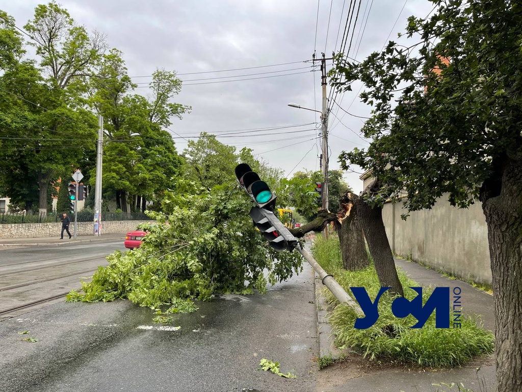 В Одессе упавшее дерево повалило светофор (фото) «фото»