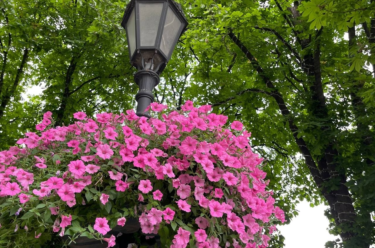 Одессу украсят 700 тысяч летних цветов (фото) «фото»