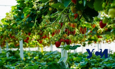 Экскурсия на ферму:  одесский фермер выращивает эко-салат, овощи и фрукты (фото, видео)  «фото»