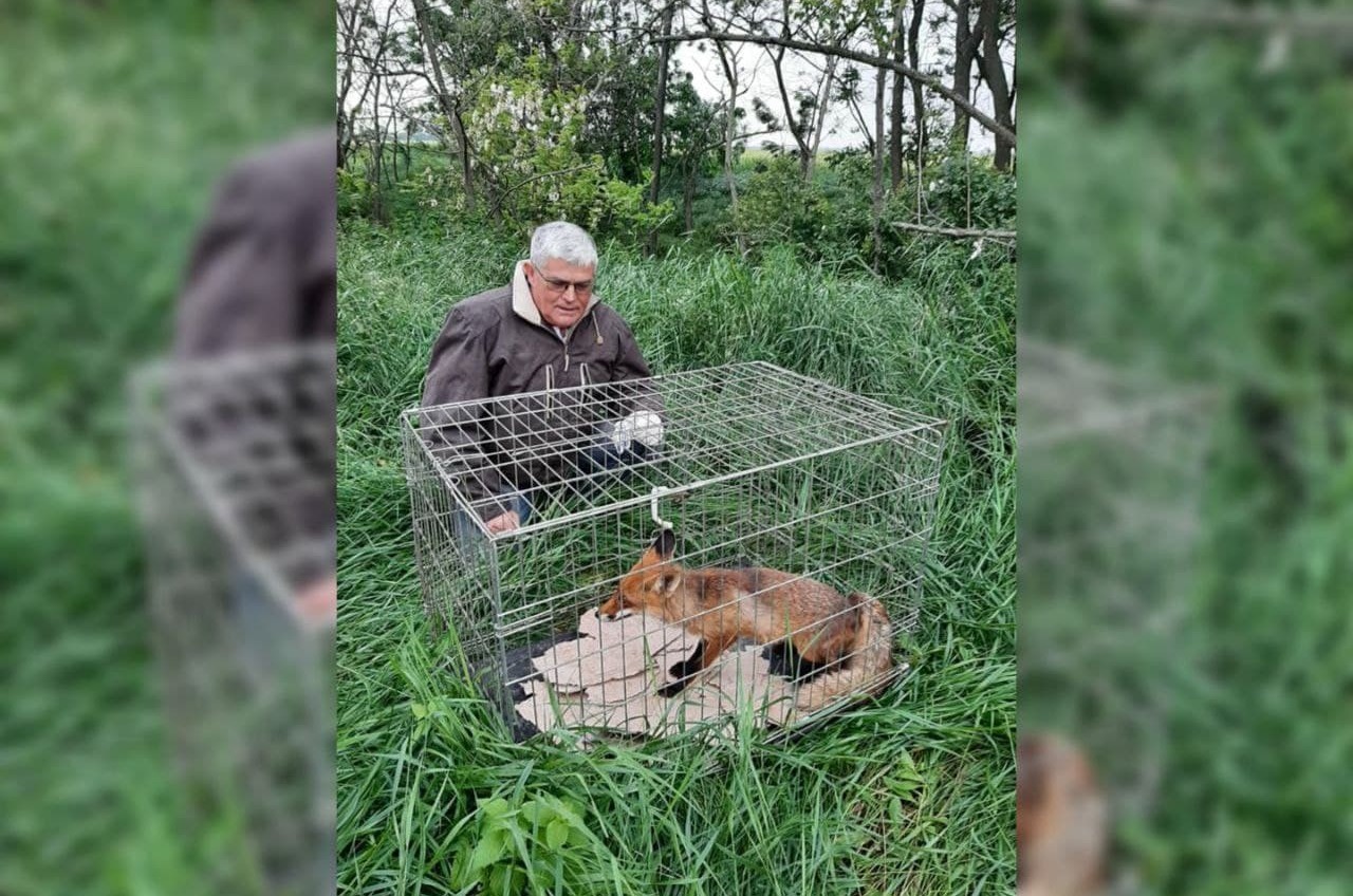 Два в одном: в Одесской области спасли и лису, и кур (фото, видео) «фото»