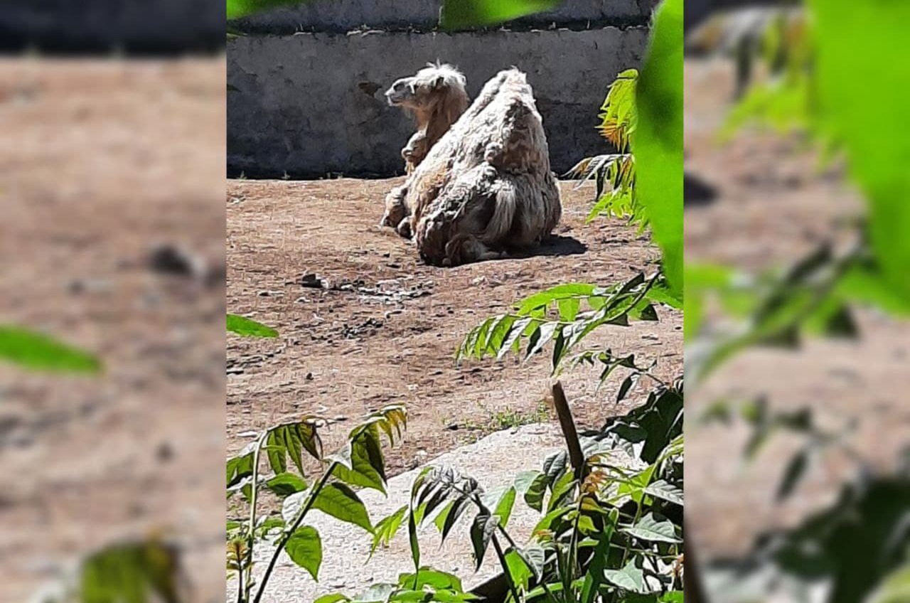 Ложная тревога: верблюдице в Одесском зоопарке ничего не угрожает (фото) «фото»