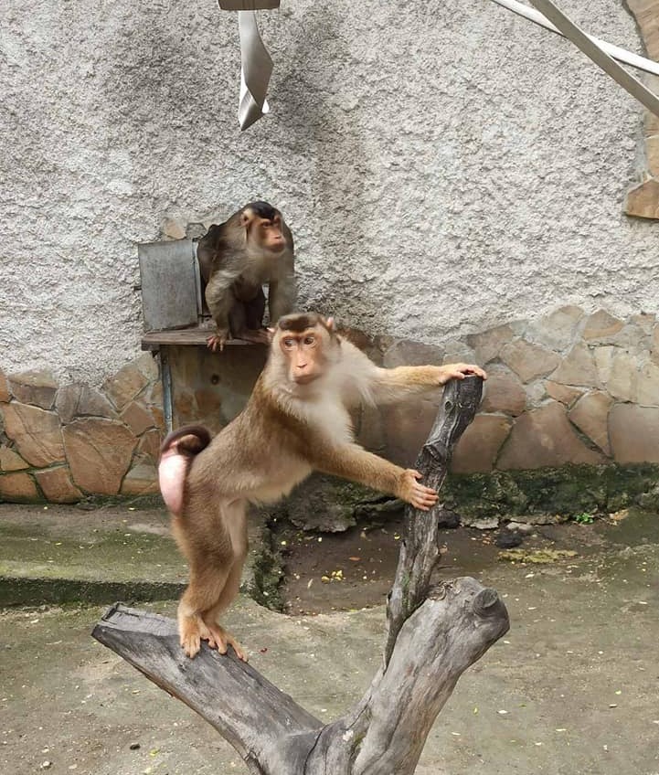 В Одесском зоопарке появился новый вид обезьян – лапундеры (фото) «фото»