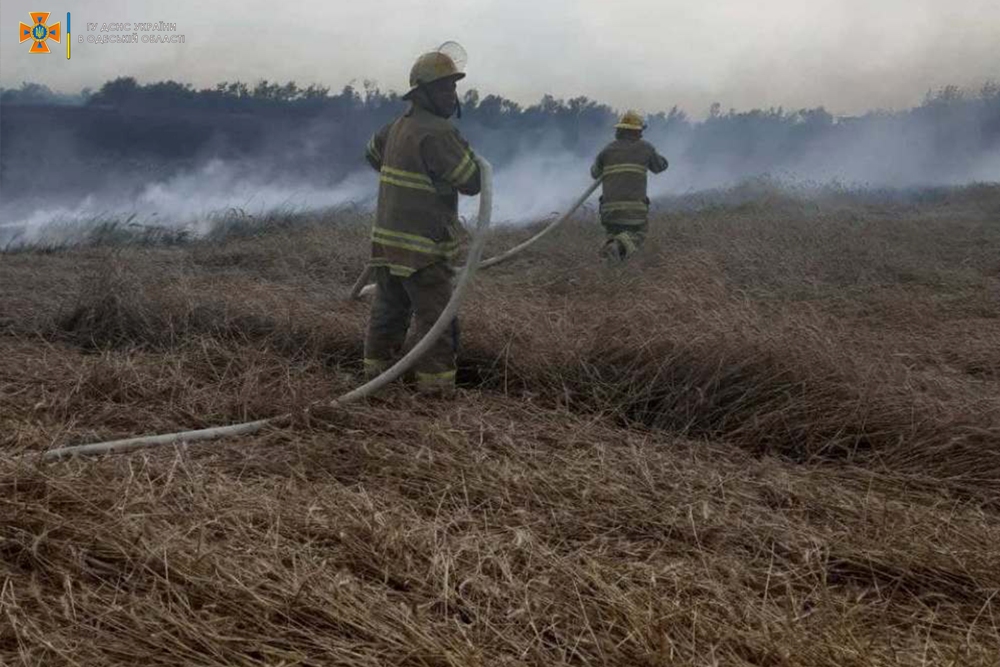 В Березовском районе из-за молнии едва не выгорело большое поле пшеницы (фото) «фото»