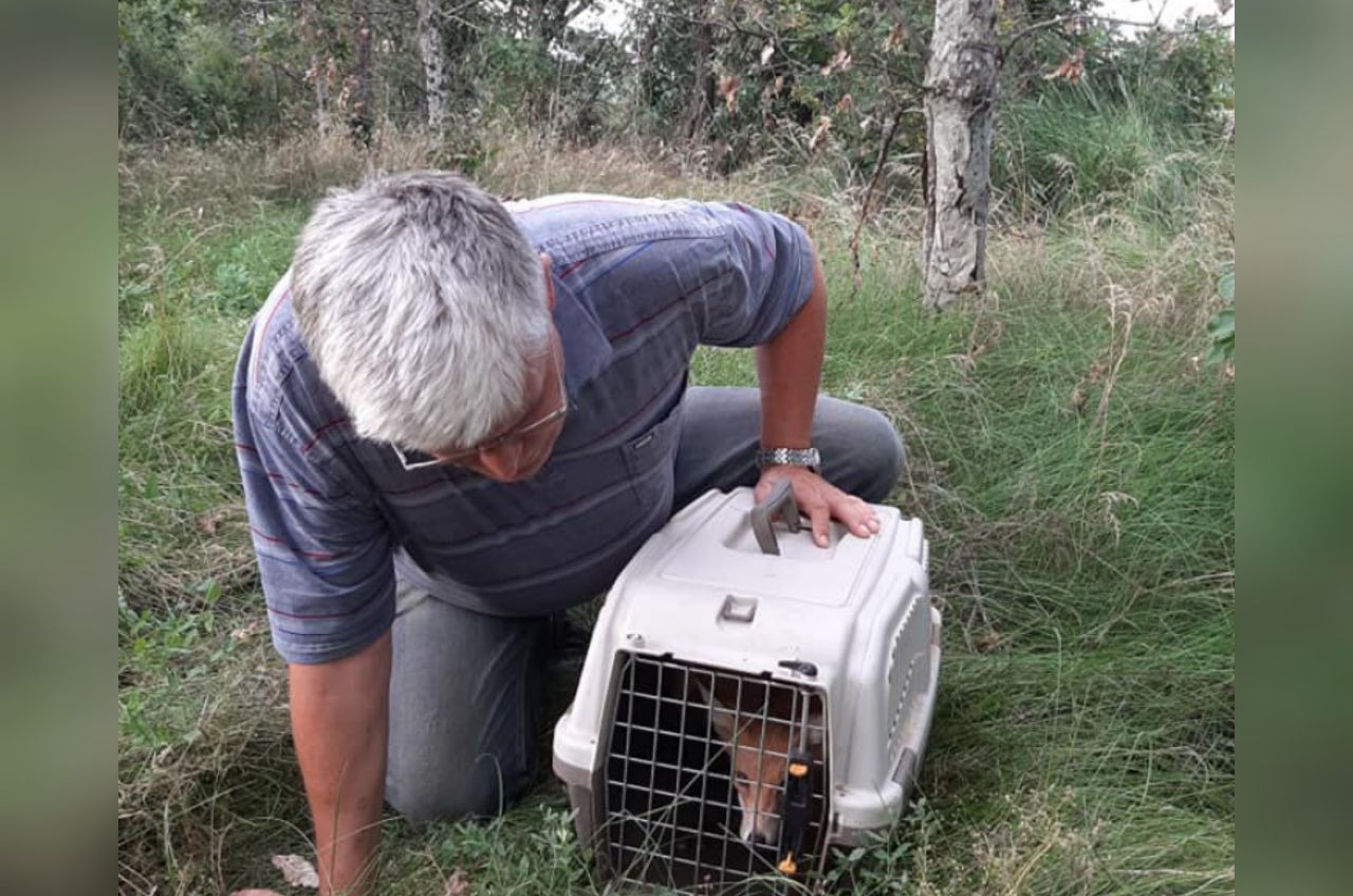 В Одесской области на свободу выпустили лисиц, которых спасли от смерти (фото)  «фото»