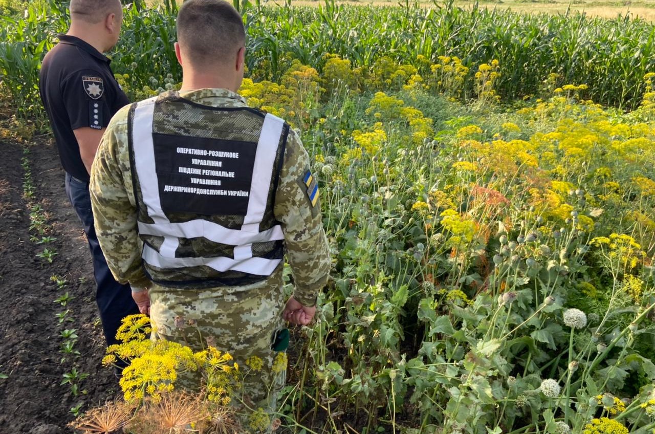 Среди кукурузы: в Одесской области нашли сотни кустов наркотического мака (фото) «фото»