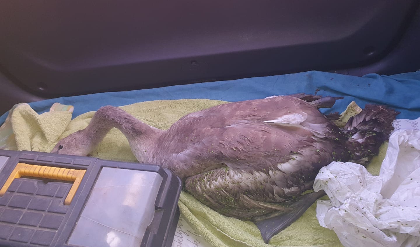В одесском зоопарке спасают отравившегося лебедя «фото»