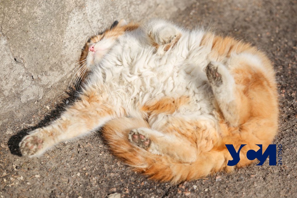 Где в Одессе можно бесплатно стерилизовать и вакцинировать бездомных кошек «фото»