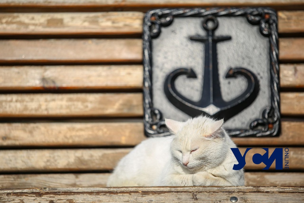 Пушистые и грациозные: нескучная дворовая жизнь одесских котов (фото) «фото»