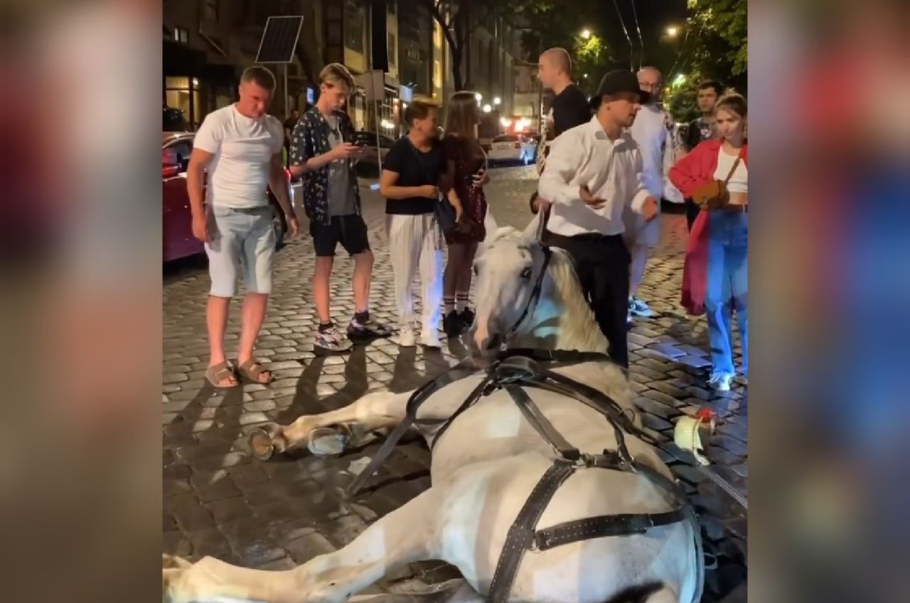 В центре Одессы лошадь повредила ногу и упала: хозяин заплатит штраф (фото, видео) «фото»