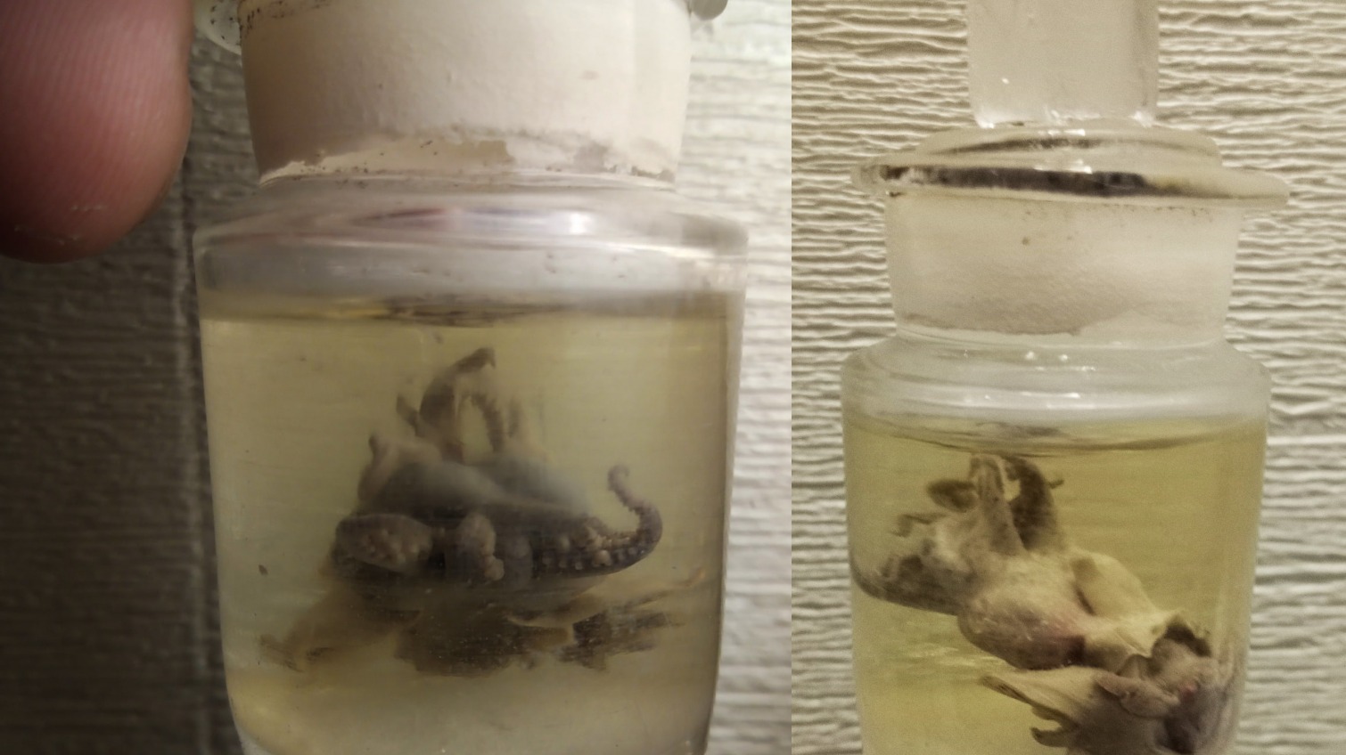 Под Приморским бульваром нашли 100-летнего осьминога и аптечные колбы (фото, аудио) «фото»