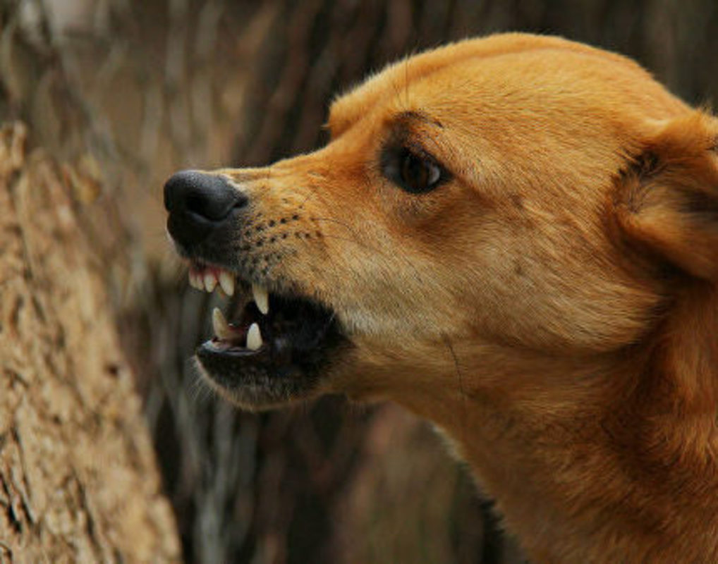 В Одесской области собака укусила ребенка: хозяин пса заплатит штраф «фото»