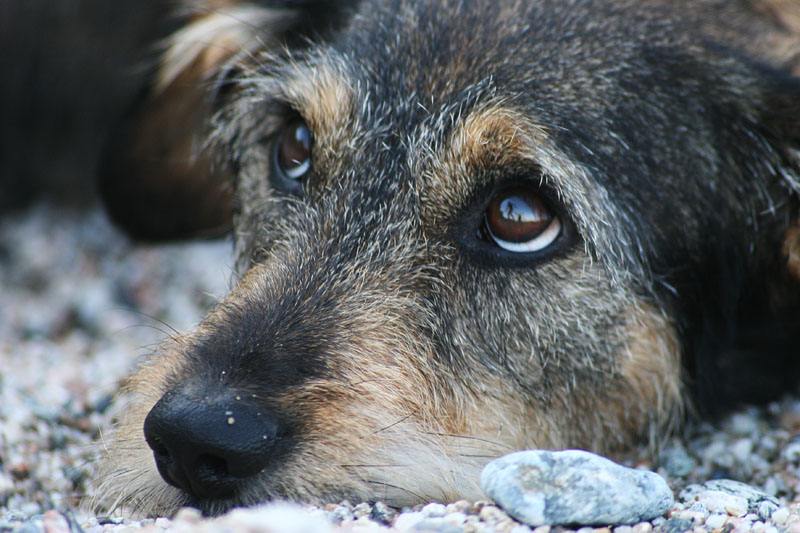В Одесской области мужчина убил соседскую собаку из ружья «фото»