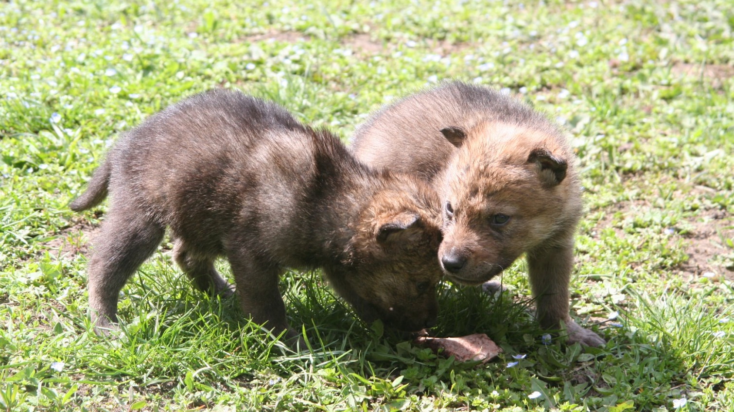 В Одесском зоопарке выбирают имена новорожденным зверям (фото) «фото»