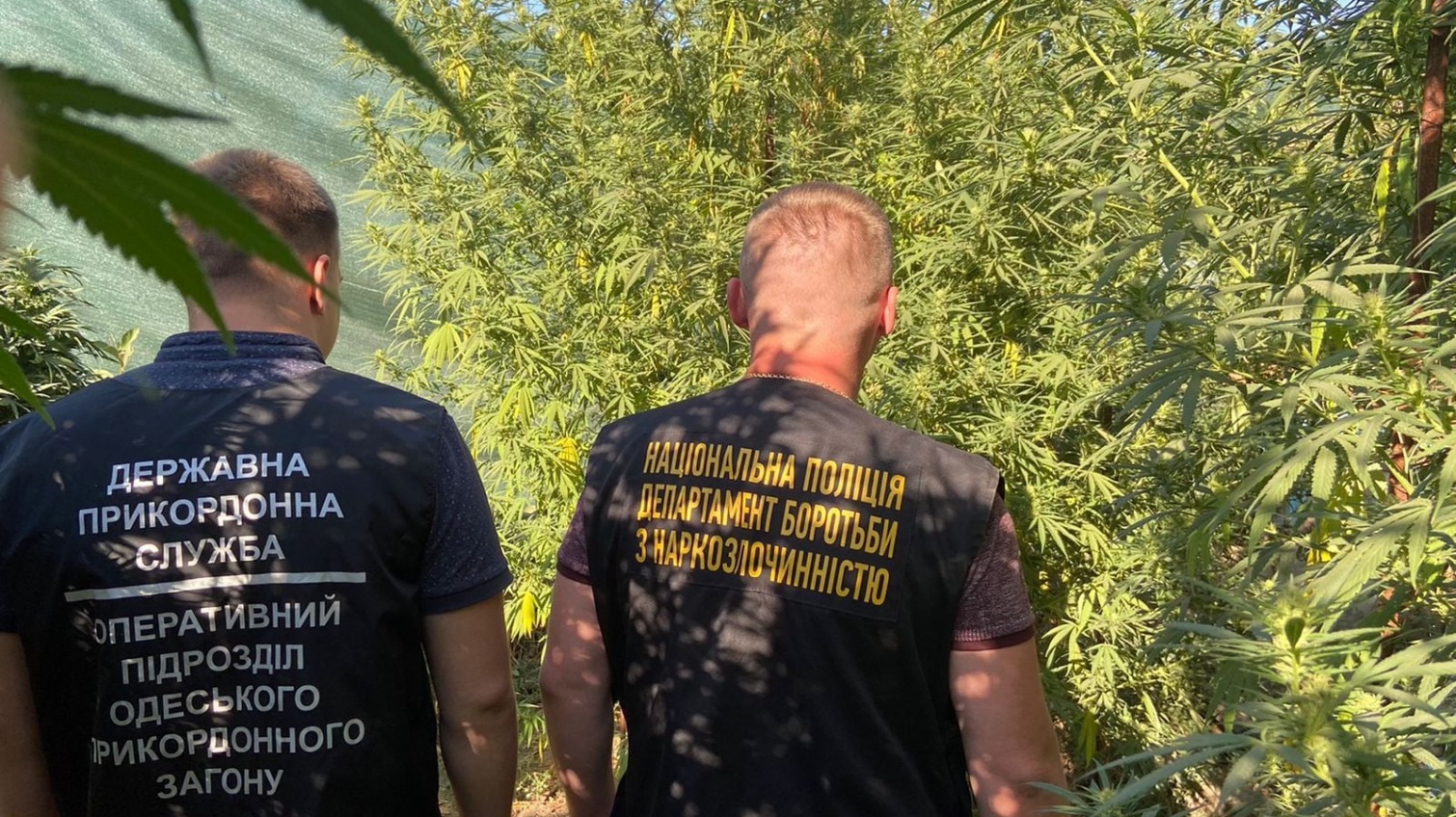Одесские пограничники нашли плантацию огромных кустов конопли (фото) «фото»
