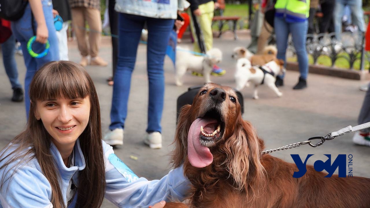 Украине нужна зоополиция: в Одессе прошел марш в защиту животных (фото, аудио) «фото»