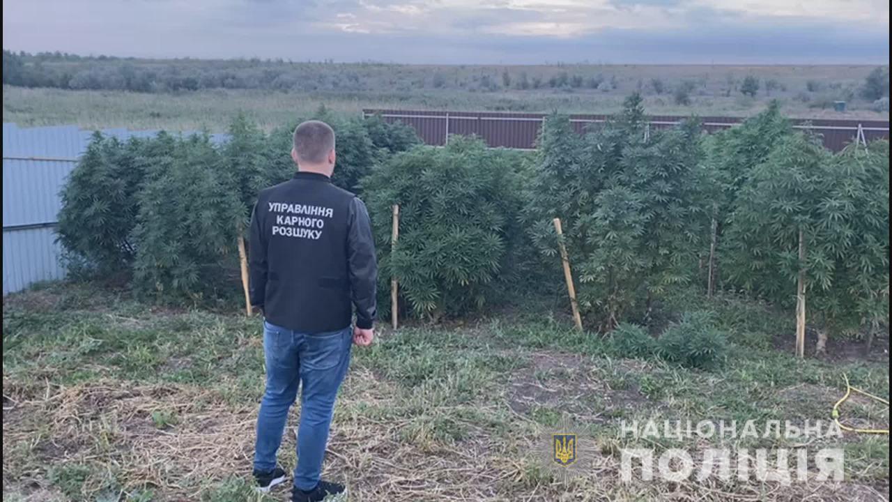 Под Одессой нашли плантацию на 150 кустов конопли (фото, видео) «фото»