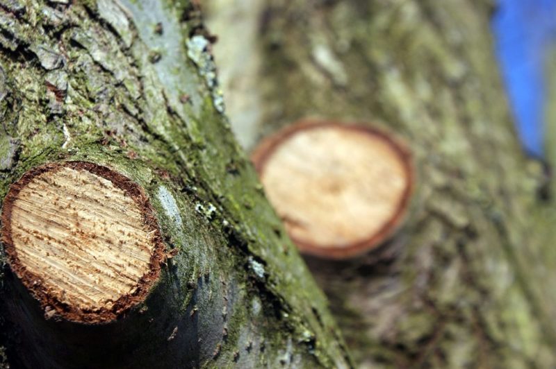 Одесса потратит 3 миллиона на обрезку деревьев «фото»