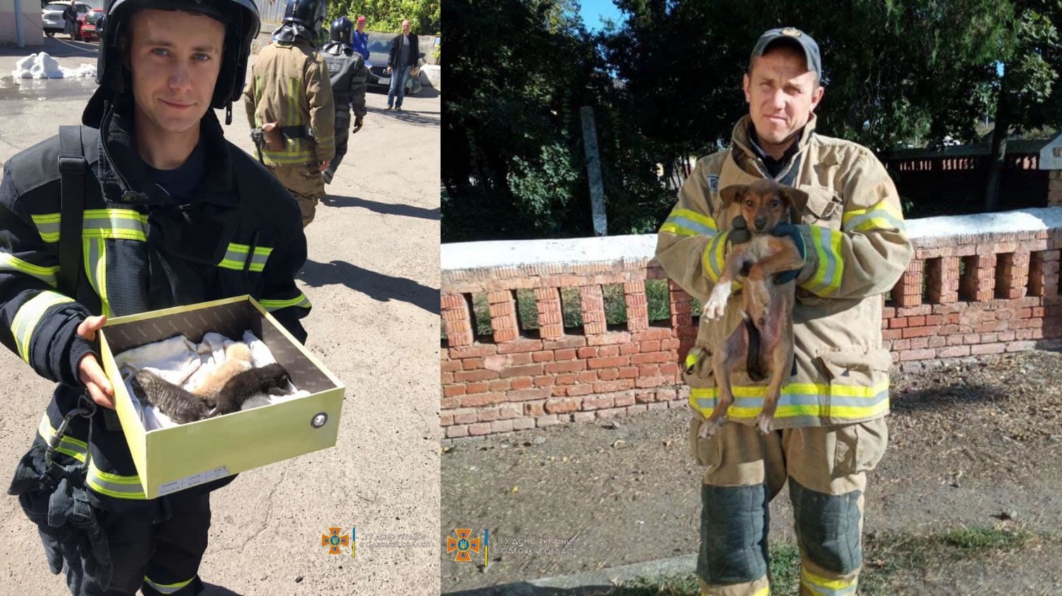 В Одессе пожарные спасли котят, а в Березовке – щенка (фото) «фото»