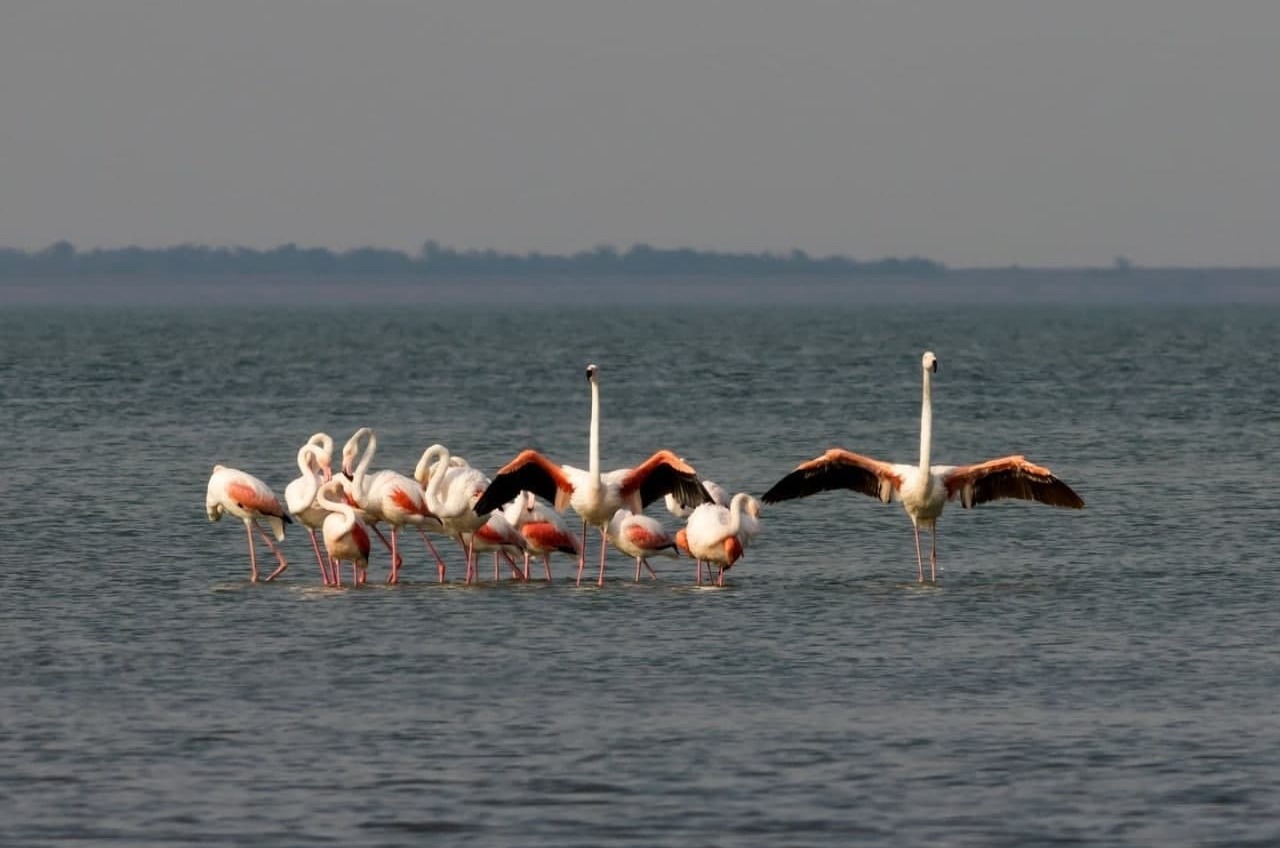 Осенняя миграция: в Одесскую область прилетели розовые фламинго «фото»