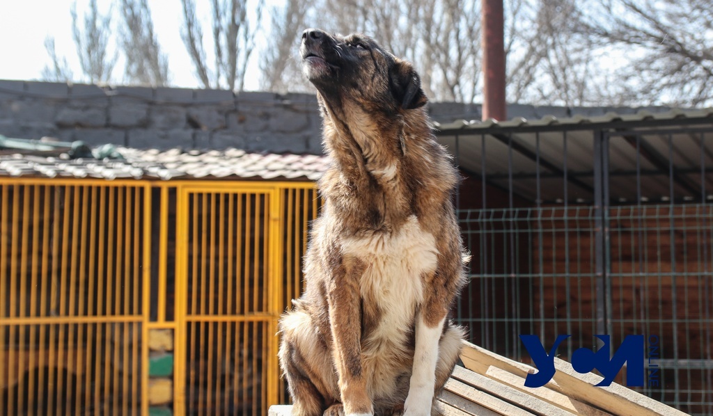 Наживались на приюте для животных: в Одессе будут судить чиновницу и бизнесмена «фото»