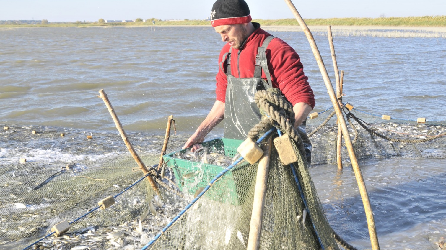 В озеро Китай выпустили 5 тонн мальков рыбы (фото) «фото»