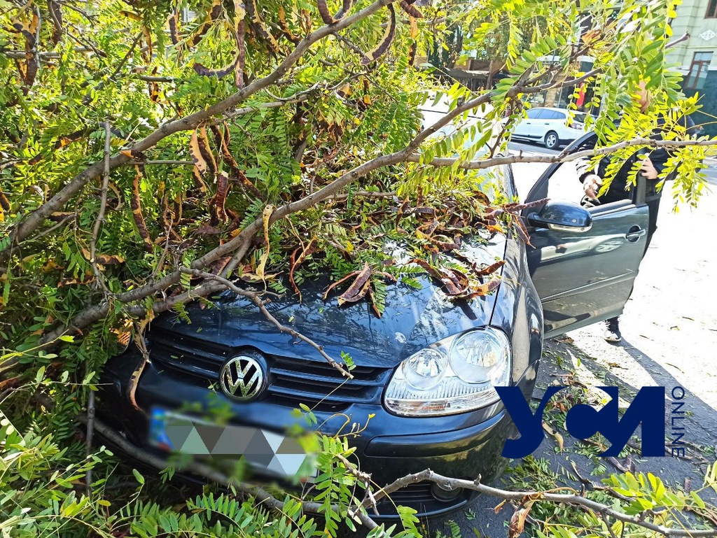 На Таирова дерево рухнуло на машину на дороге (фото) «фото»