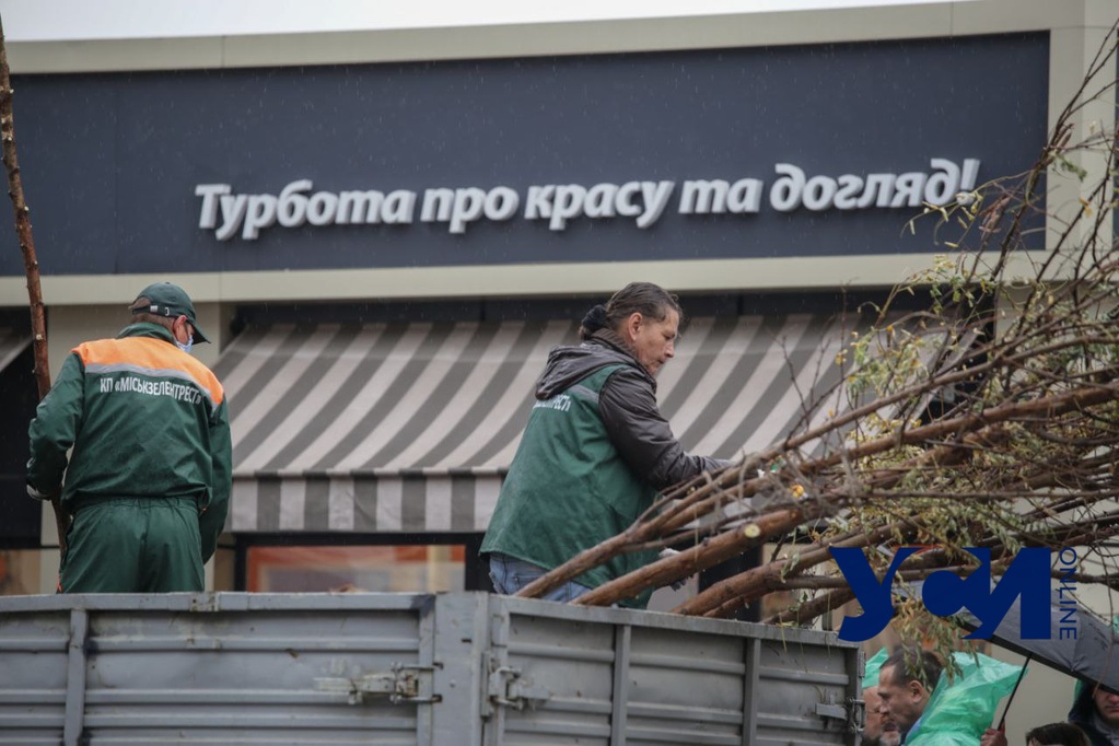 В Одессе начали высаживать тысячу акаций (фото) «фото»