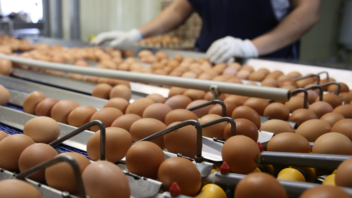 В Одесской области на 80% сократилось производство яиц, кур — на 54% «фото»