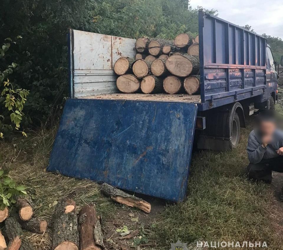 «Черные дровосеки» спилили дубы в Одесской области (фото) «фото»