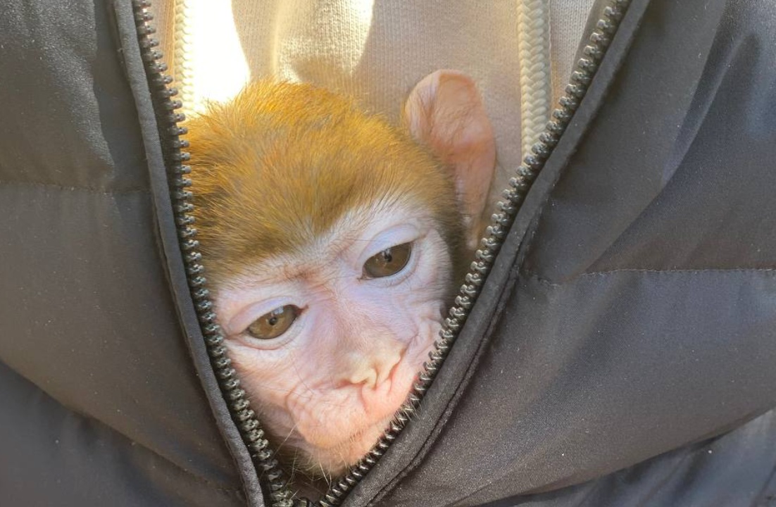 Как спасенную из контактного зоопарка обезьянку готовят к зиме одесские ветеринары (видео) «фото»