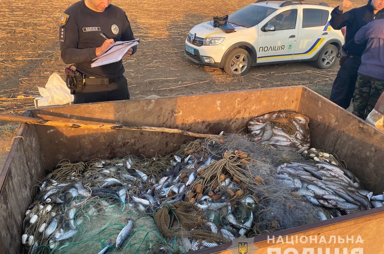 На Тузловских лиманах браконьеры поймали больше 200 кг кефали (фото) «фото»