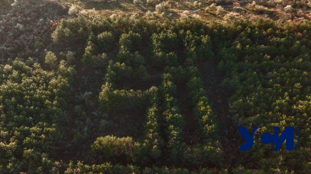 Осенний хвойный лес в Алтестово и его “СССР 50” (фото) «фото»