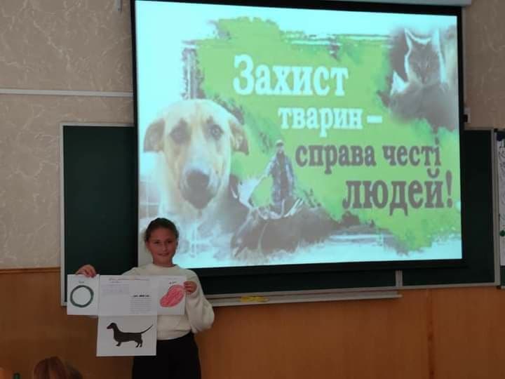 Дни доброты: гимназия № 5 собрала помощь для котиков (фото) «фото»