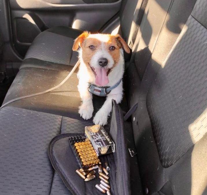 Пограничный пес нашел патроны в авто из США (фото) «фото»