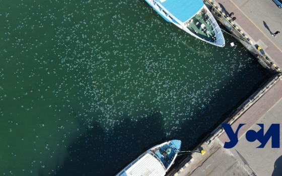 В акватории Одесского морвокзала нашествие медуз (фото, видео) usionline.com В акватории Одесского морвокзала нашествие медуз (фото, видео) «фото»