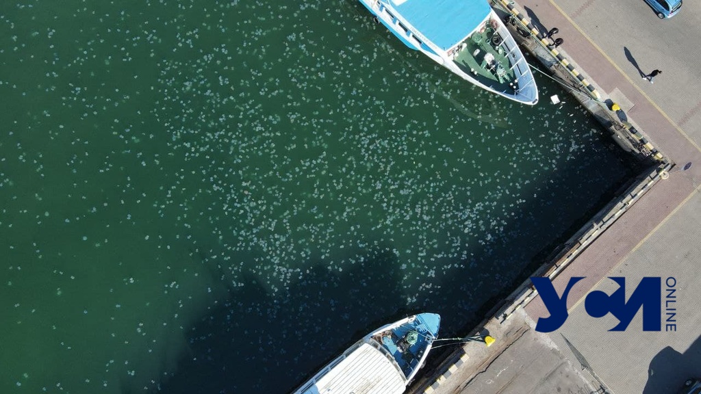В акватории Одесского морвокзала нашествие медуз (фото, видео) «фото»