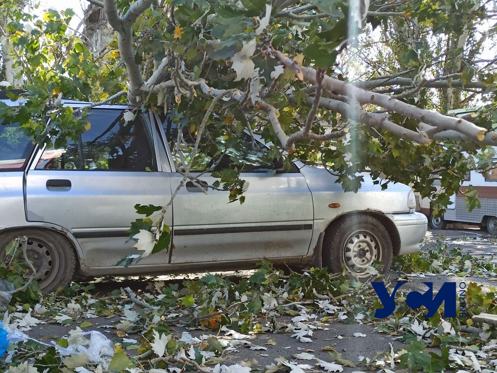 В Одессе усиливается ветер: начался деревопад, уже есть пострадавший (фото) «фото»