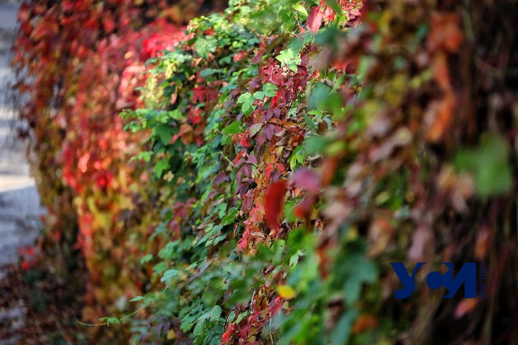 Осенние пейзажи и ярко-желтая листва в Одессе (фото) «фото»