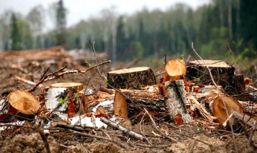 В Одесской области вырубкой леса нанесли ущерб в более чем 10 миллионов «фото»